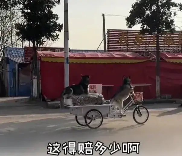 狗狗騎著賣切糕老板的車走了