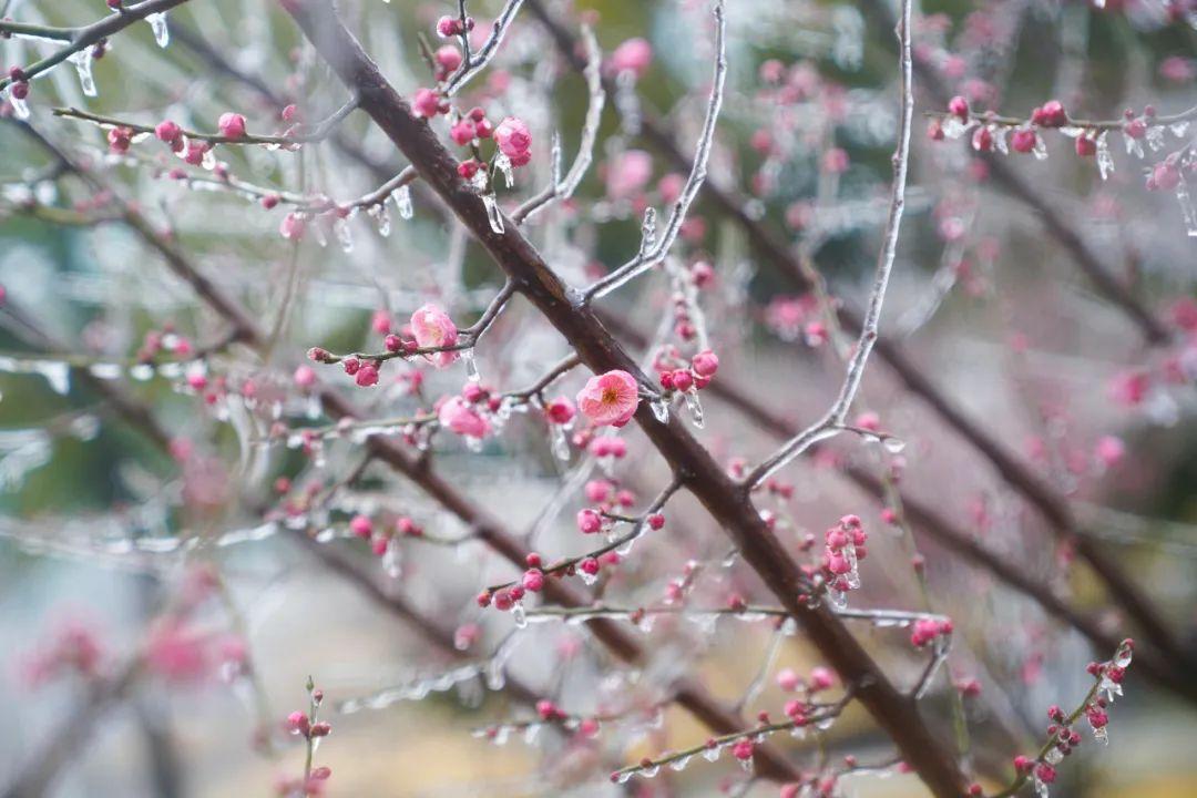 武漢凍雨形成雨凇景觀