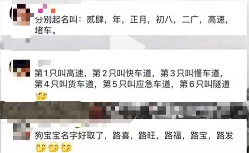 狗子在高速被堵到生下一窩狗崽