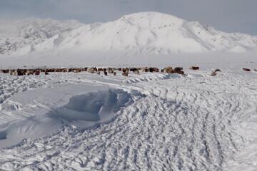 蒙古國(guó)近66.8萬(wàn)頭牲畜死亡
