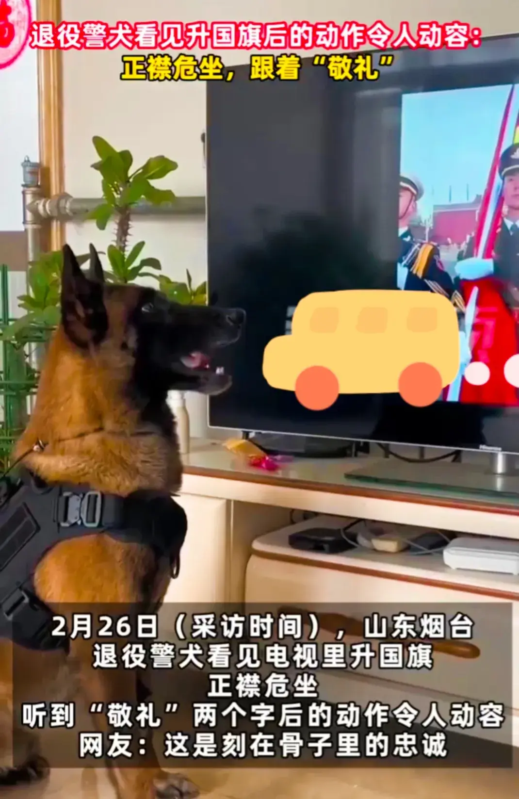 退役警犬看見升國旗正襟危坐