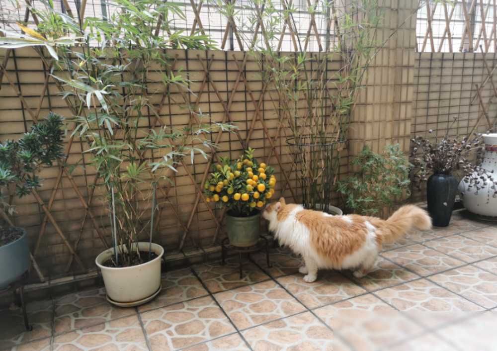 二婚的朋友催我趕緊結婚