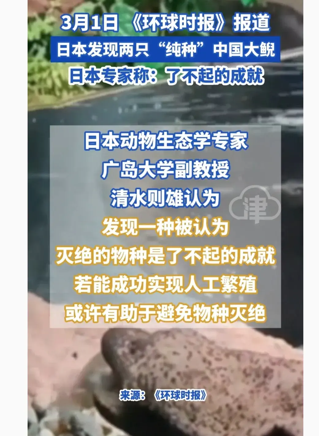 日本發(fā)現(xiàn)兩只純種中國大鯢