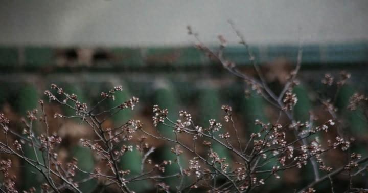 南京雞鳴寺的櫻花消息樹開了