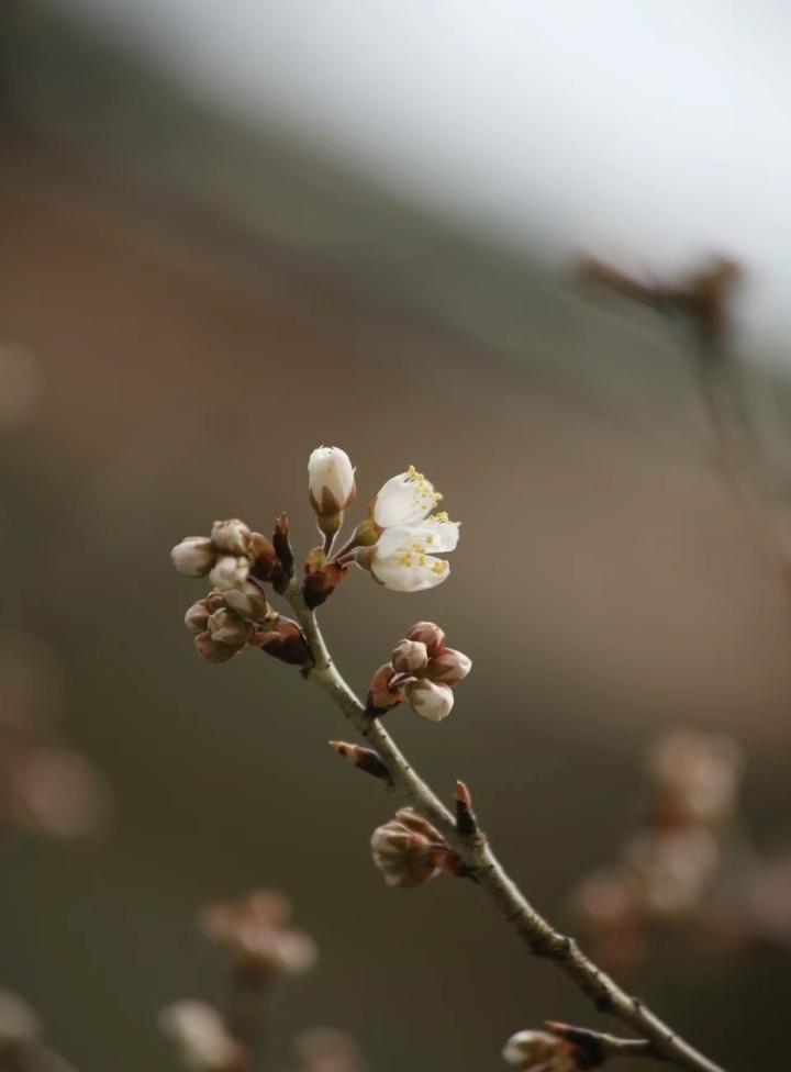 南京雞鳴寺的櫻花消息樹開了