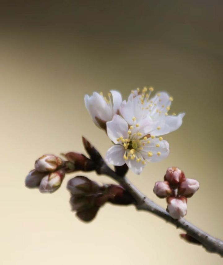 南京雞鳴寺的櫻花消息樹開了